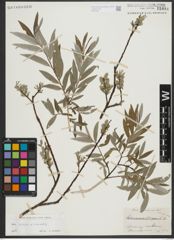 Foto von Salix repens L. x Salix viminalis L.